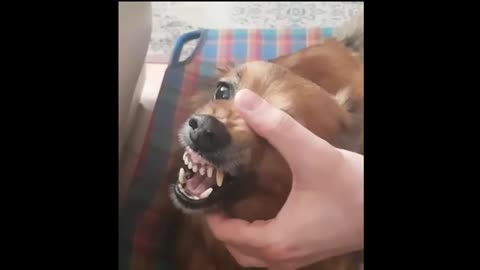 Funny Dog sing a song