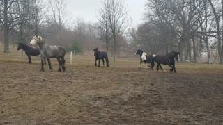 Majestic Horses Can't Hold Back Excitement For Breakfast