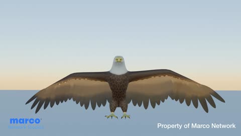 The Birds: The 3D Animated Reel | Marco Network