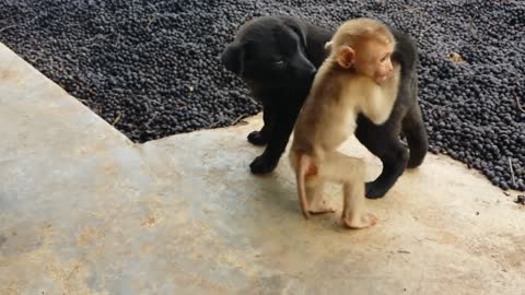 Cute baby monkey relax and play happily with puppies😂🤣🤣👍