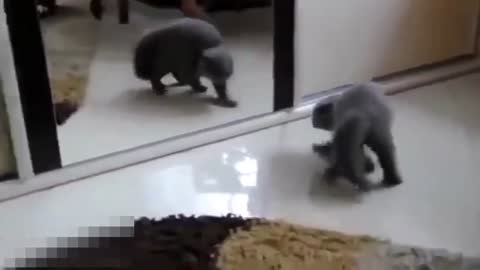 Funny cats doing much messy