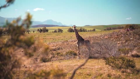 Giraffe in the wild, Zambia