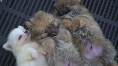 Cute puppys trying to sleep but is owner disturbing theme.
