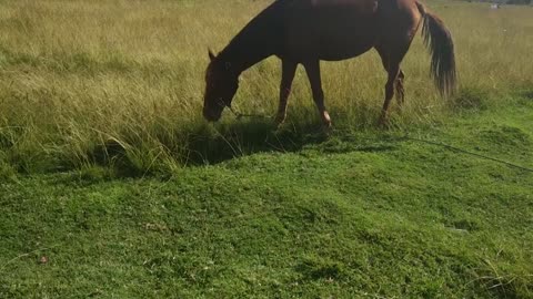 Beautiful 🤩 horse 🐎 eating videos