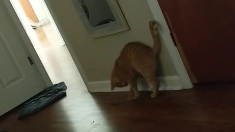 Cat vs string