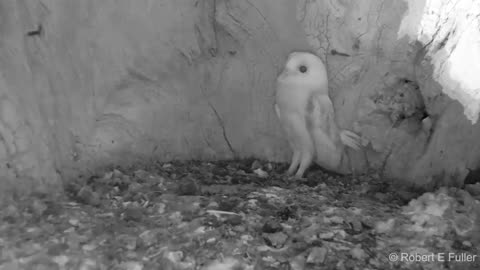 This Barn Owl Baby Just Heard Thunder for the First Time