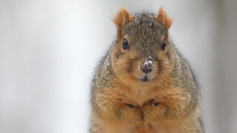 Fox Squirrel On A Snowy Day