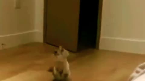 CAT DOING A BACKFLIP