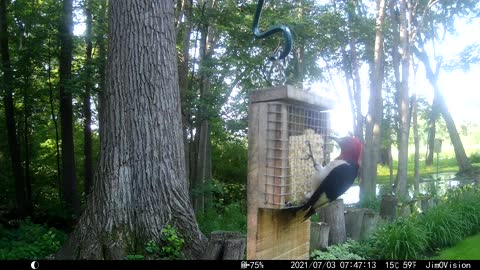 Hickory Creek - Red Headed Woodpecker 3