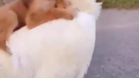 Cute Dog riding on cock