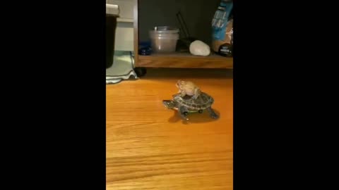 frog and turtle