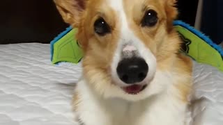 Corgi demonstrates flying power from his new wings