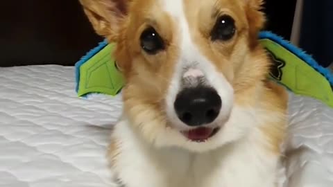 Corgi demonstrates flying power from his new wings