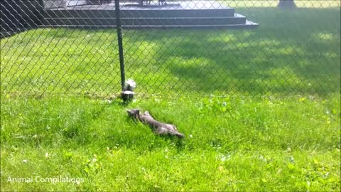 Baby Skunks Trying To SprayFunniest Compilation