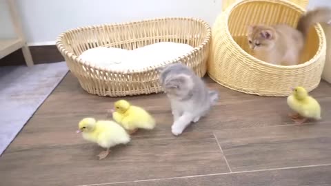 The Kittens'reaction to meeting Ducks for the first time is too funny