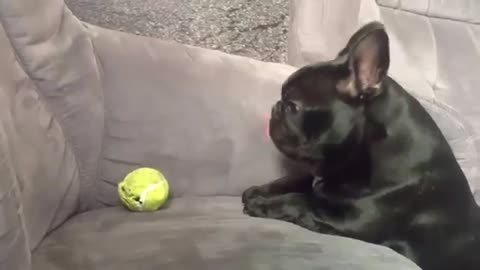 funny pet baby bulldog