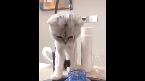 Outdoor cat has no idea how to drink from water bowl