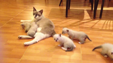 A nursing Mother Cat with Kitten on The House Floor | Cutie Cats