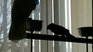 Playful Bird Boops Friend with Bottle
