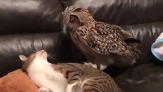 best of the best funny animals and cutest cats