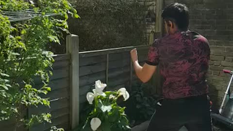 Boxing in my garden