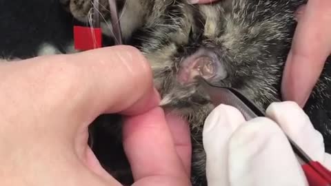 Botfly Larva Removal From Animals Kittens #3