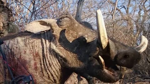 Bow Hunting Warthog 2018