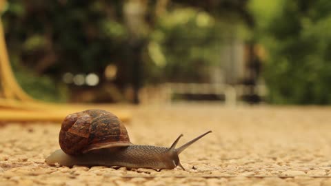 Snail Slow Croosing Animal