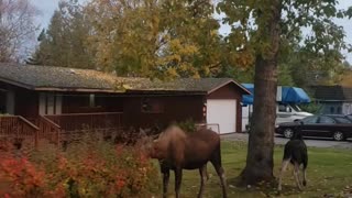 Fall Alaskan Moose