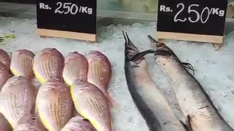 Amazing fish Market you`ll be surprised to see this different fishes