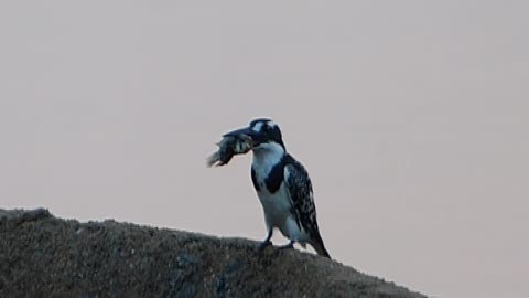 How does a kingfisher bird kill its prey?