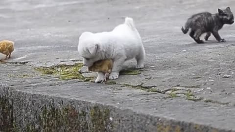 Adorable Puppy Playing