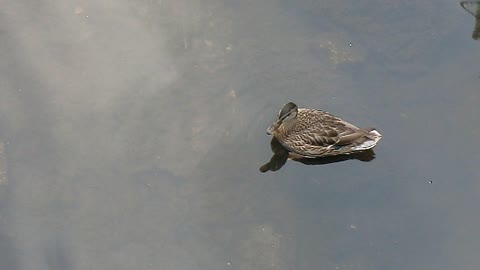 A duck cleans itself in Germany