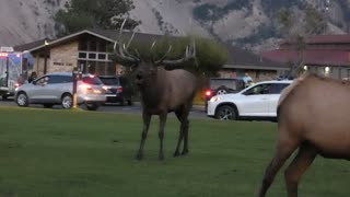 Bull Elk Bugles for His Ladies