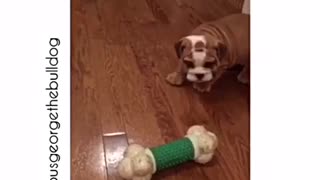 Tiny Bulldog puppy playing with huge bone