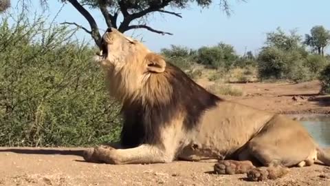 Lion in Masai Mara