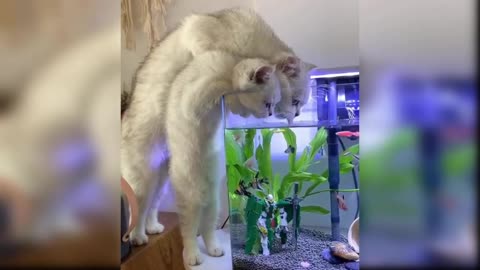 Cats drinking water from the aquarium