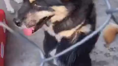 Dog Struggle To Survive In Slaughter House🙂🙂🙂🙂😐️😐️Handicapped Dog Walker