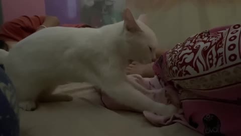 Cat give massage to the girl