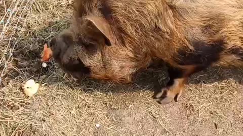 Bacon shares his snack #homesteading #familyfarm #kunekune 🐷🐔