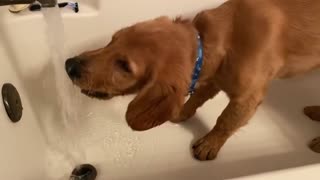 Puppy Questions Bath Time