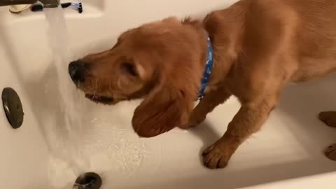 Puppy Questions Bath Time