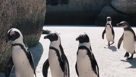 penguins are lined up