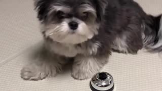 Cute puppy recieve a treat after ordering food with ringbell