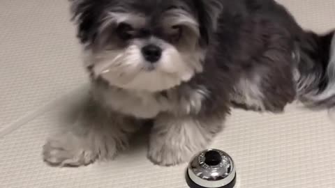 Cute puppy recieve a treat after ordering food with ringbell