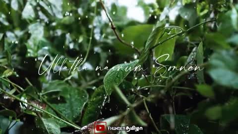 Relaxing Nature/ilayaraja melting Bgm/Tamil Whatsapp Status videos/K.J.Yesudas/Thunderதமிழா