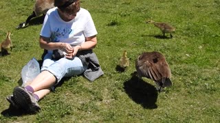 Geese trusts human