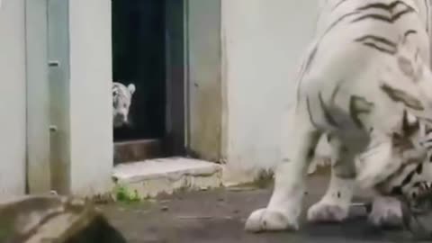 Tiger cub sneaks up on its mom.