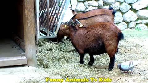 ZOO: Rinoceronte Kanguru Cabras Hipopótamo | Rhino Goat Hippo Kangaroo Buffalo | Funny Animals