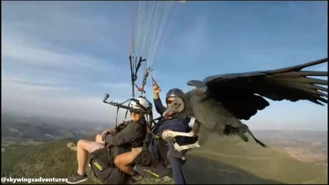 Couples filming while in a parachute when a vulture take a short rest on their selfie stick.